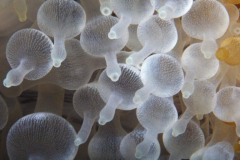 underwater, anemone, dummies, Соски фото превью