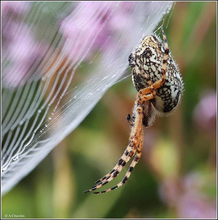 паук,роса,паутина,цветная,армения, Александр Чувилин