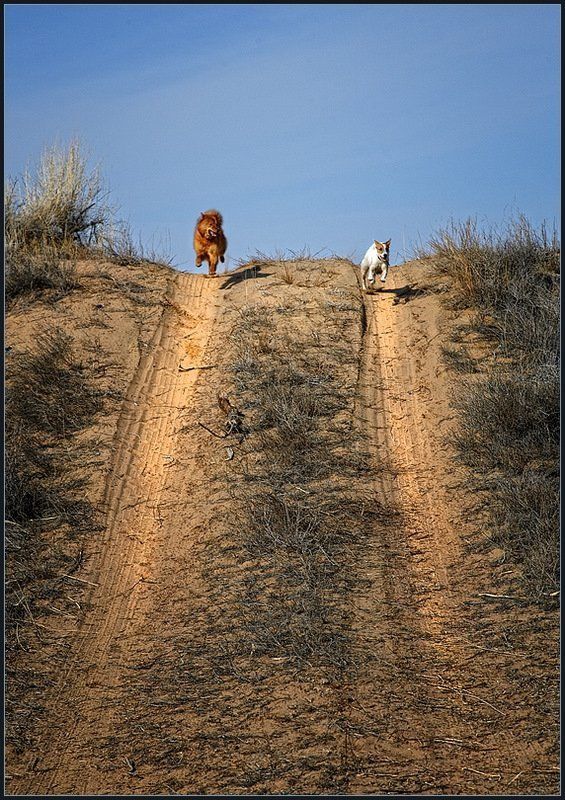 В бегах ... фото превью