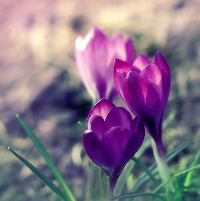 , Лана Тополева