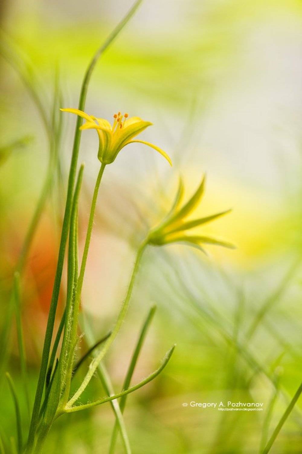 лук, allium, заповедник, белогорье, весна, дубрава, лес, трава, цветы, Григорий Пожванов