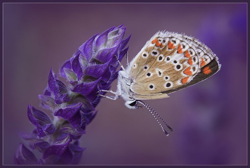 Инная фото превью