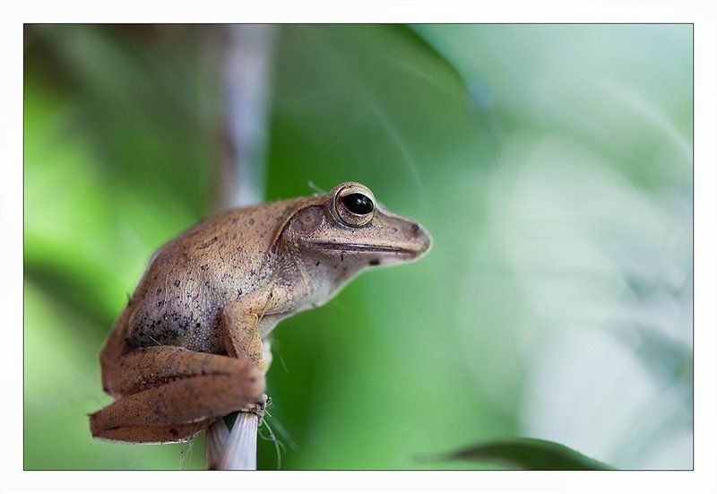 cambodia, лягушка, ветка, ожидание, лес На жердочке фото превью