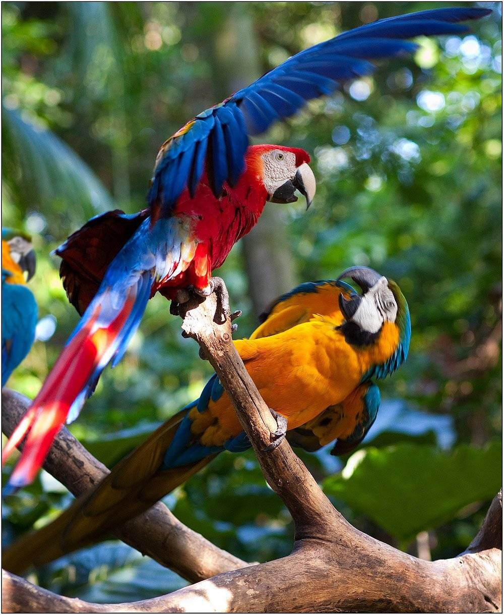 brazil, izh Diletant (Валерий Щербина)