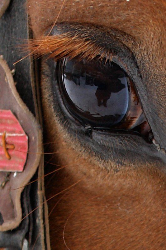 кони, лошади, горы Ходит в поле красный конь фото превью