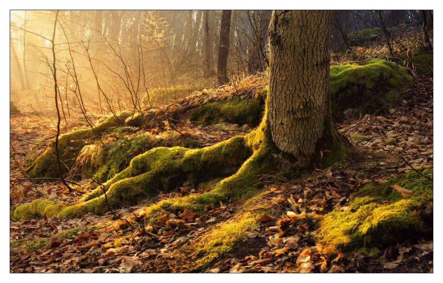 , Денис Кривой