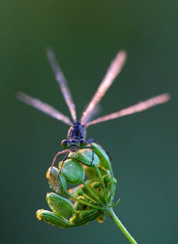Хищный цветок фото превью