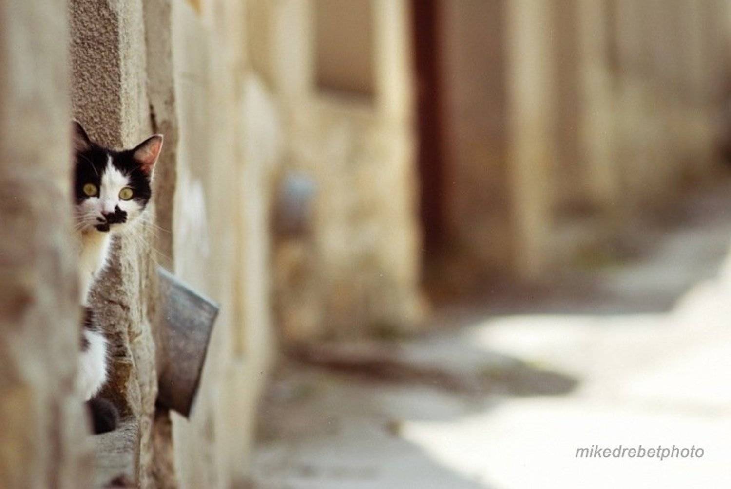 murka, kam-pod, mikedrebet