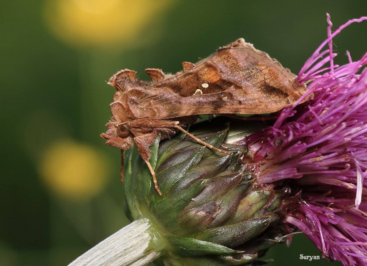 лето, бабочка, металловидка, трава, Олег Сурьянинов