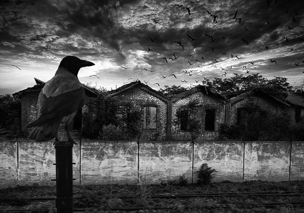 birds, horror, mustafa yagci