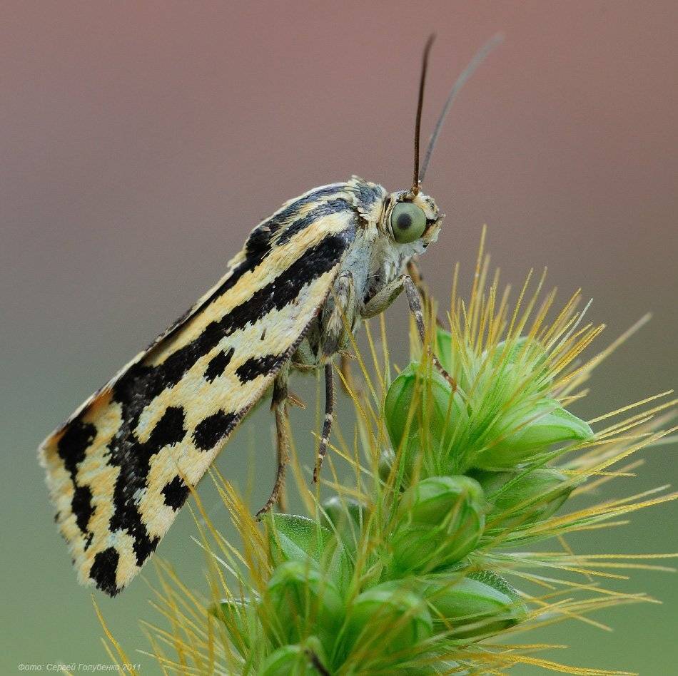 , Сергей Голубенко