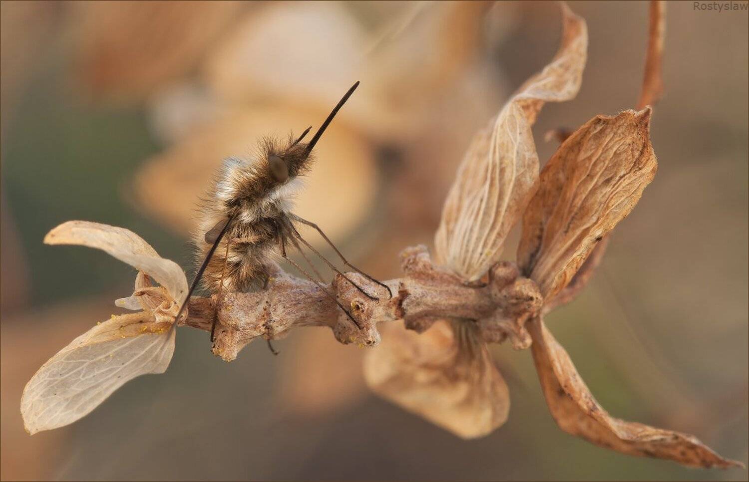 карпаты, жужжало, ростислав, canon 100mm macro usm, Ростислав