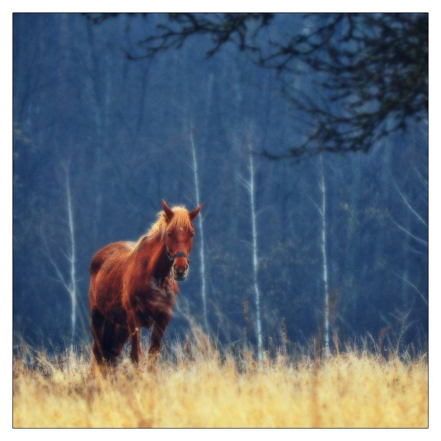, Денис Кривой