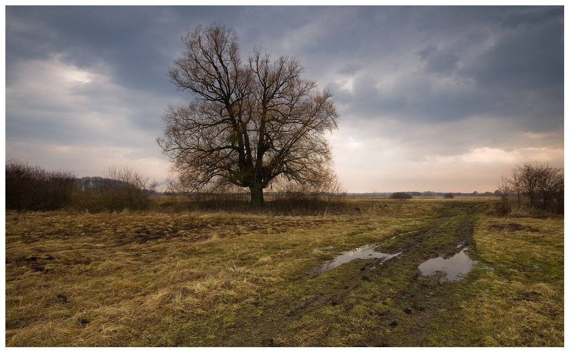 , Николай Шахманцир