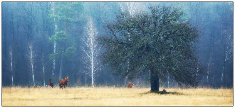 spring in Нopesfield...