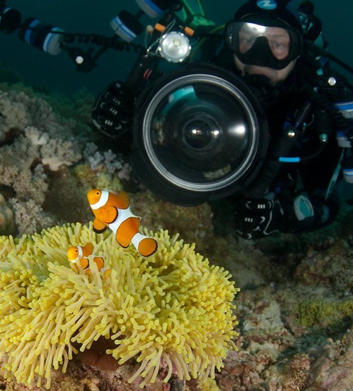 дайвер, амфиприон, clownfishe, underwater Из жизни клоунов фото превью