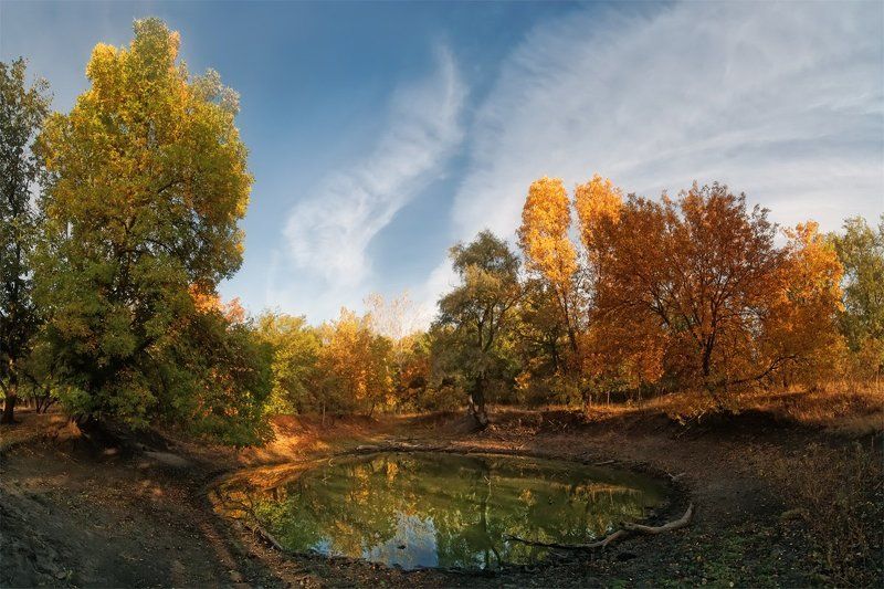 Зеркальце лесное фото превью