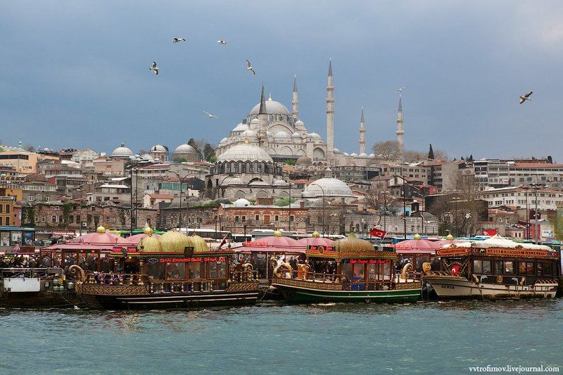 стамбул, istanbul, турция В Стамбуле чайки дрессированные фото превью