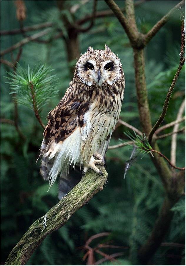 , Вика Иванова