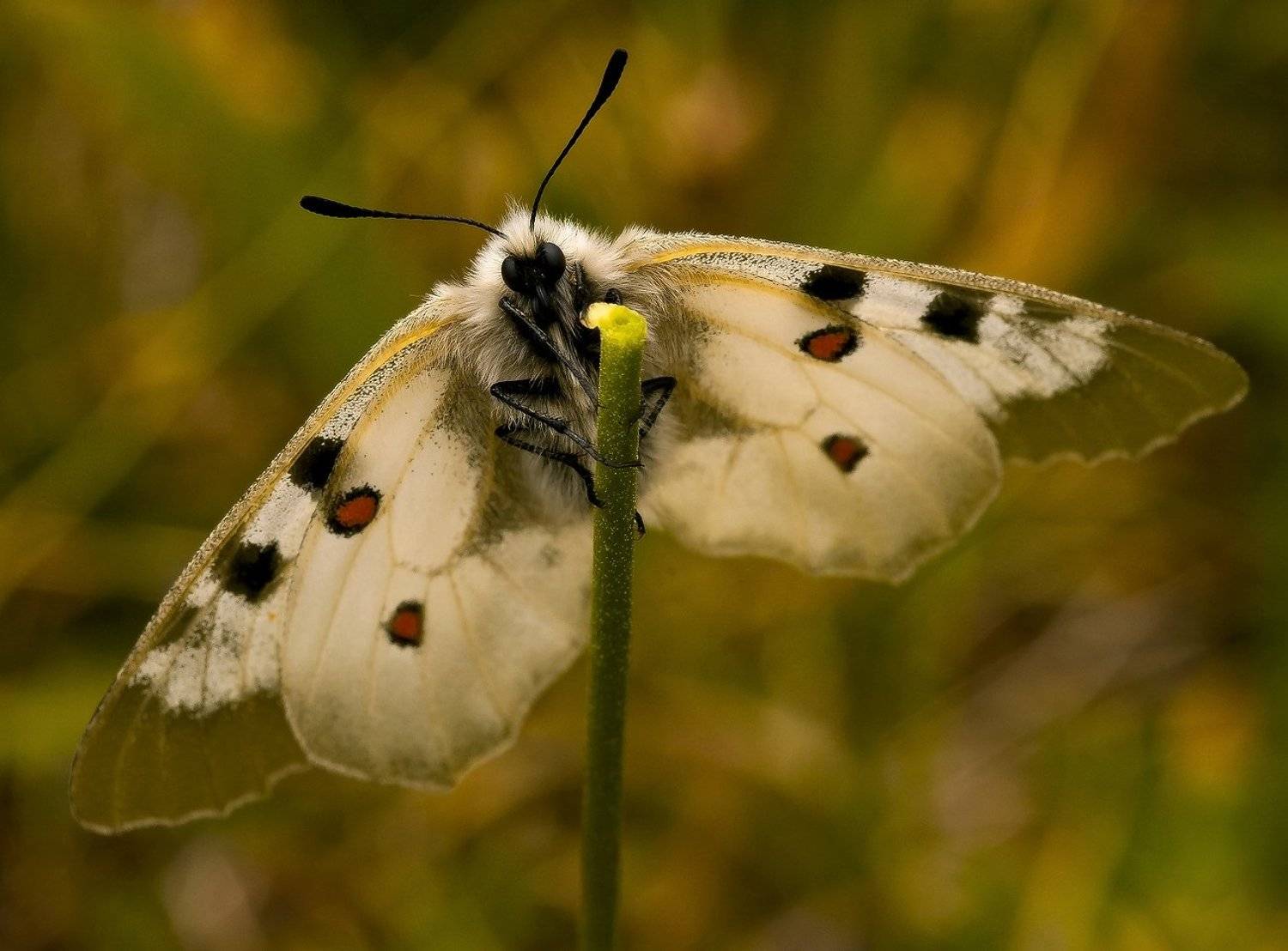 кавказ, бабочка, аполлон, ФЁДОР