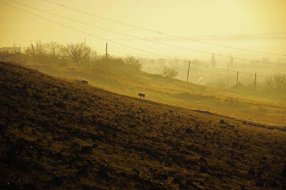 утро,рассвет,туман,собаки, Дeнис Бoдрoв
