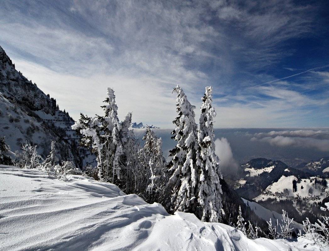 swiss, Матвеев Николай