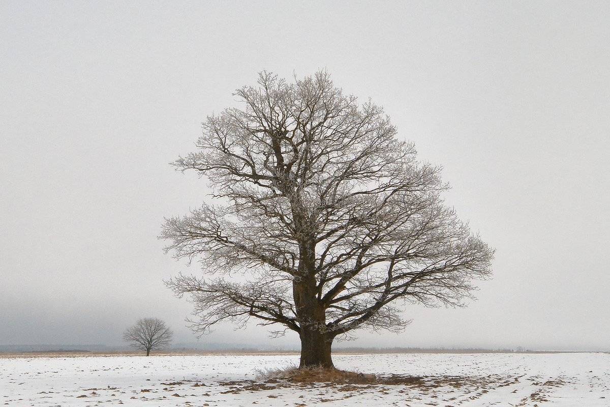 дуб, иней, поле, снег, ветви, Dmitry Apalikov