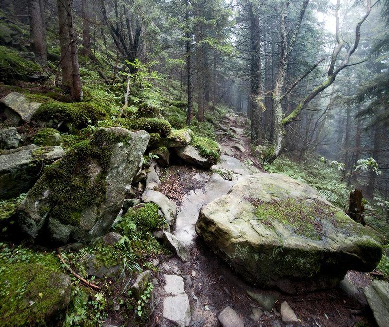 дикий лес фото превью