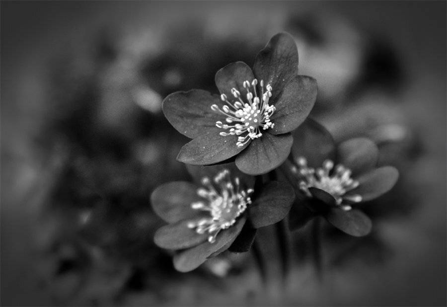 , Лана Тополева