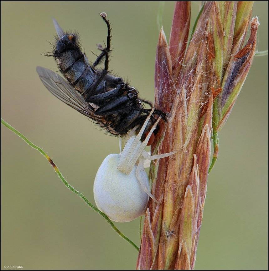 паук,муха,вес,взят, Александр Чувилин