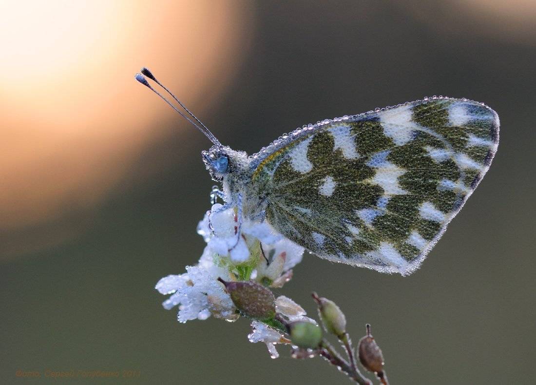 , Сергей Голубенко