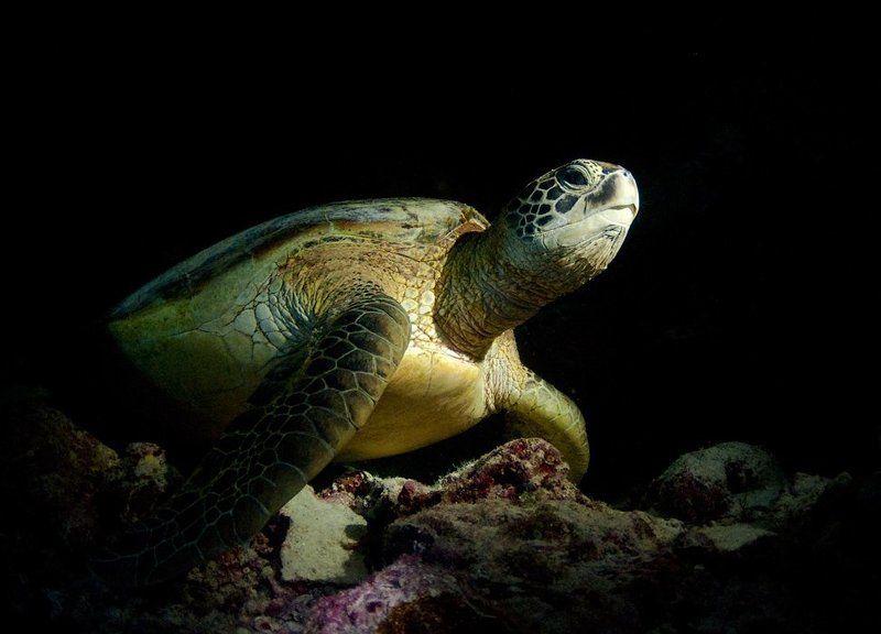 дайвер, ночь, фонарь, коралл, underwater Ночь, камера, фонарь ... фото превью