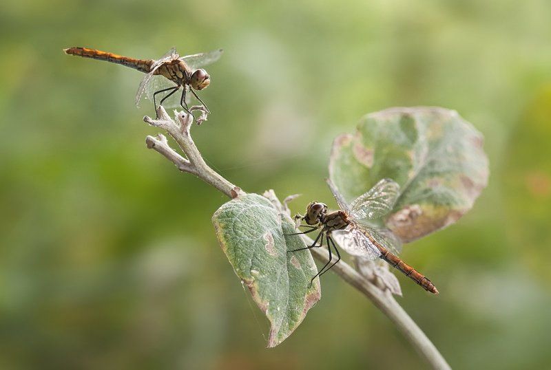 стрекоза, макро, micro-nikkor af 105mm f/2.8 d, nikon d80 Ужин для двоих фото превью