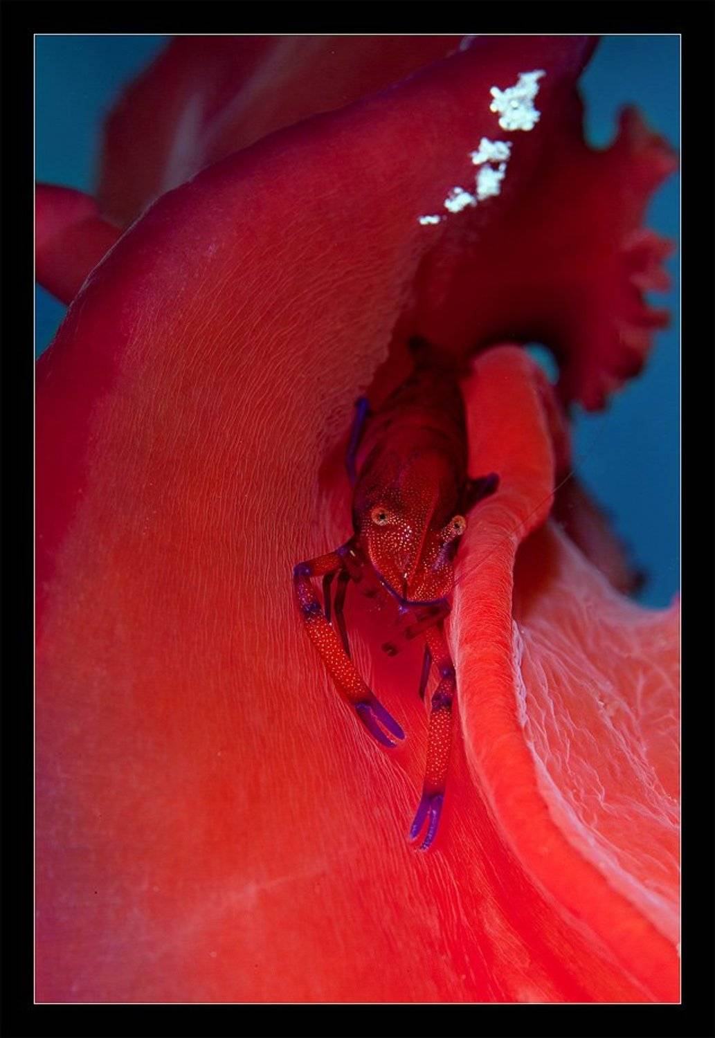 1 на милиион, фламенко,красное, танец, страсть, Нарчук Андрей