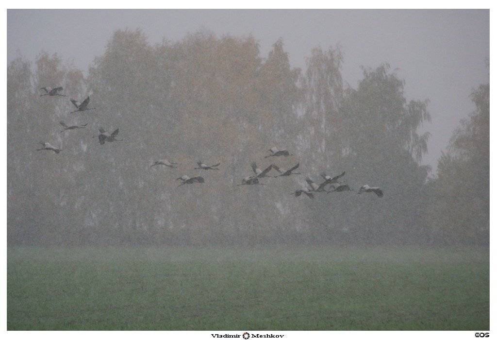 , &copy; =Vladimir Meshkov=