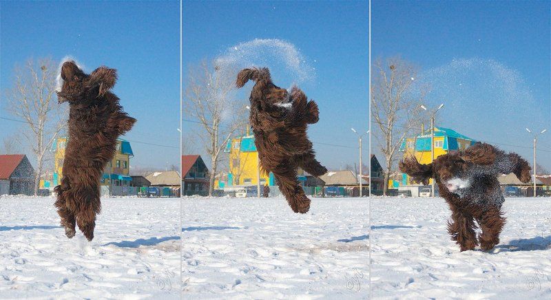 спаниель, сальто Круть-верть фото превью
