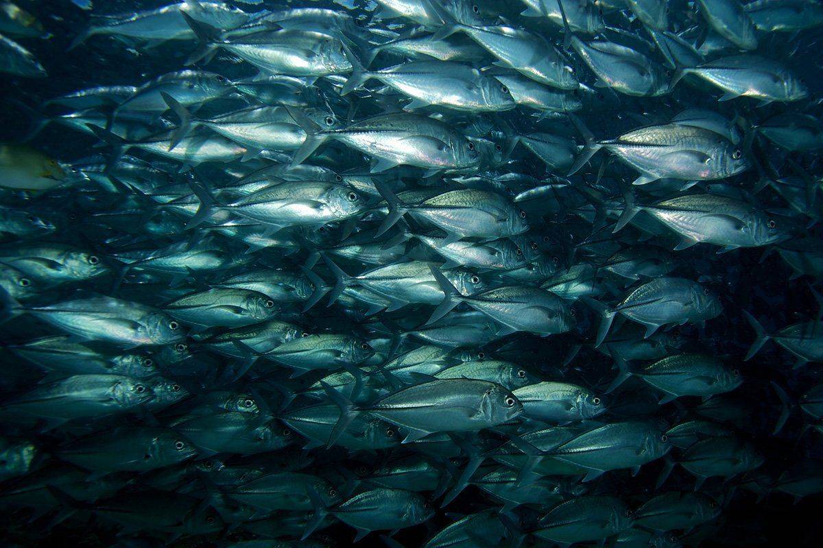 jack fish, underwater, Anton Akhmatov