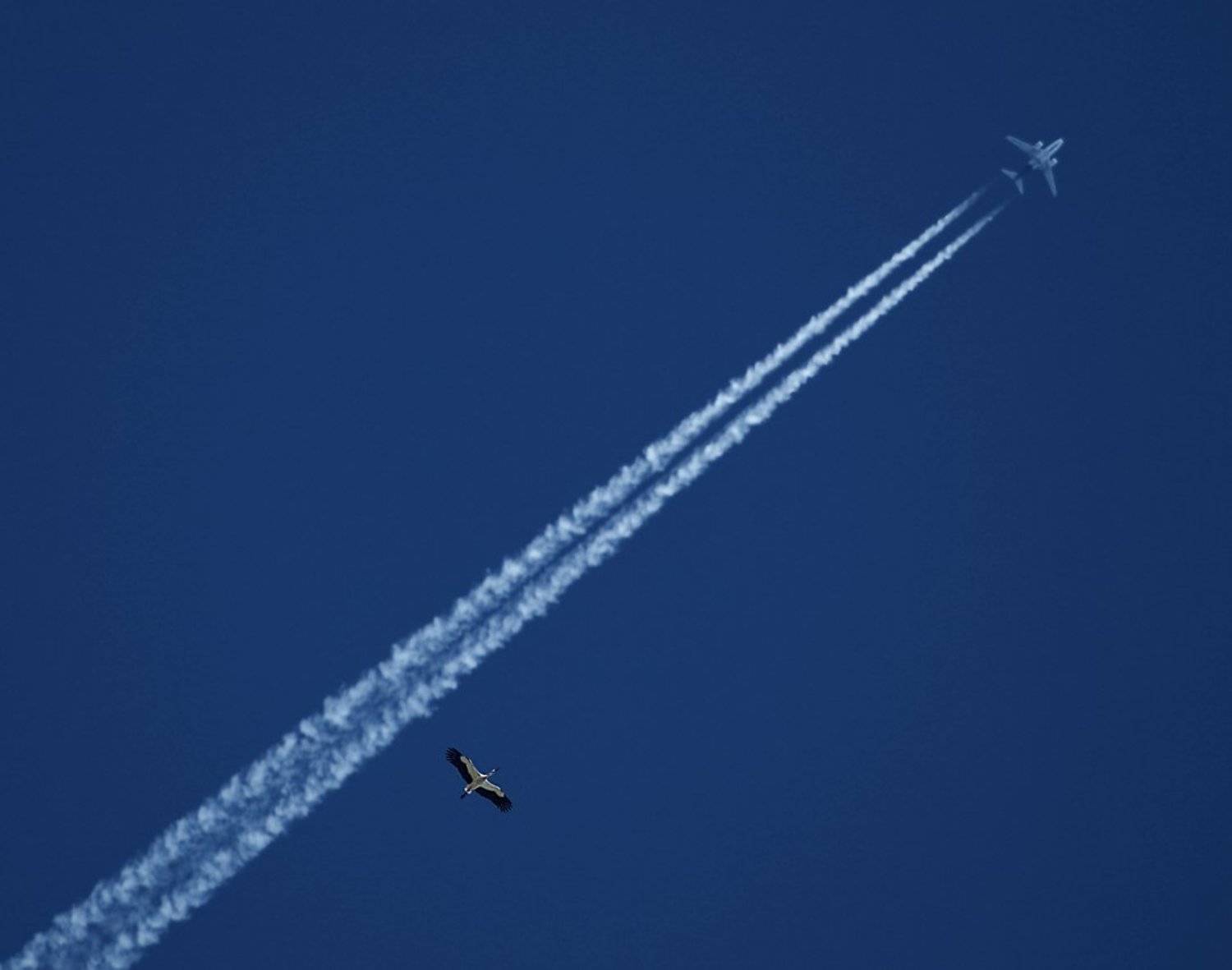 аист, самолет, небо, Максим Негода