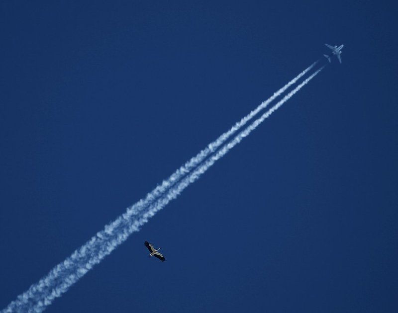 аист, самолет, небо Летать фото превью