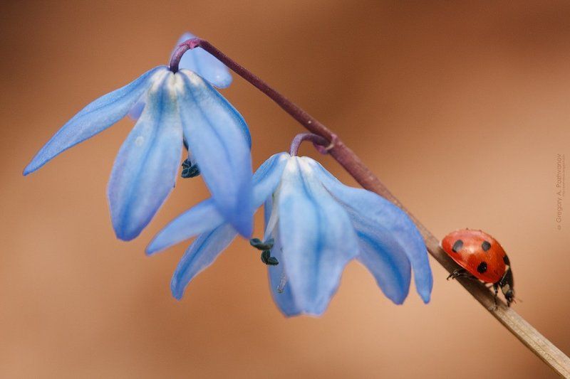 божья, коровка, заповедник, весна, белогорье, дубрава, пролеска, scilla Весна фото превью
