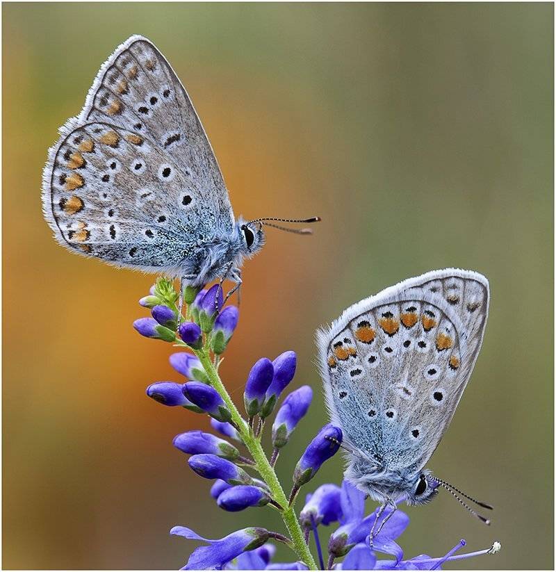 , Виктор Кулицкий