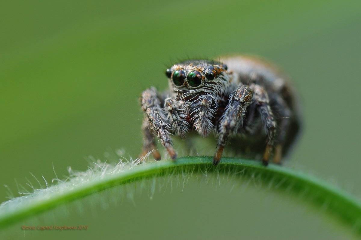 , Сергей Голубенко
