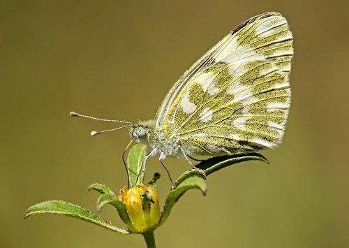 Белянка рапсовая