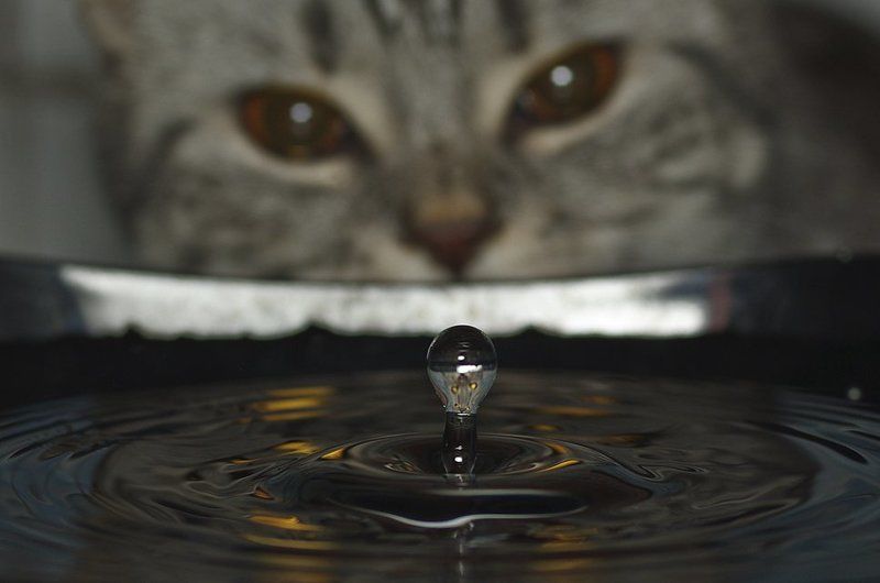 кошка, глаза, вода, капля Помощница фото превью