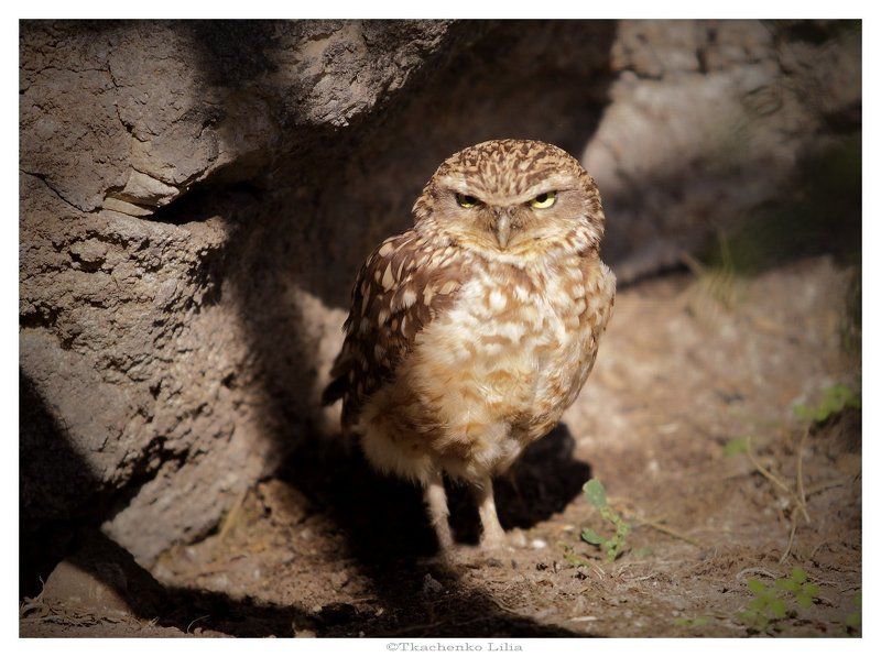 Копуша фото превью