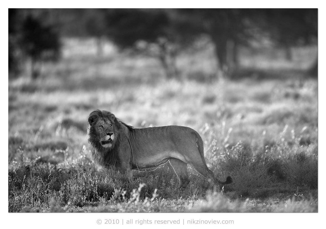 лев, дикая природа, животные, африка, николай зиновьев, Николай Зиновьев