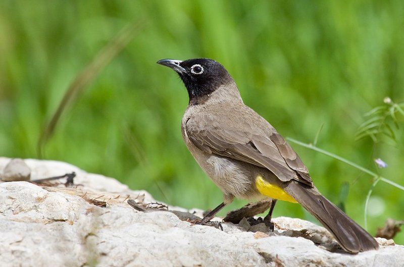 бюльбюль весенний фото превью