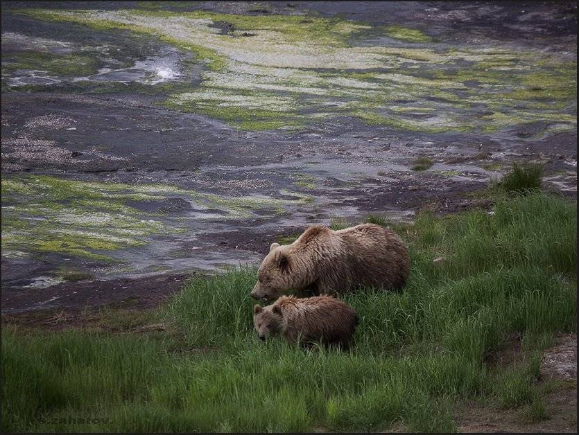 камчатка,медведица,медвежонок., Сергей Захаров.