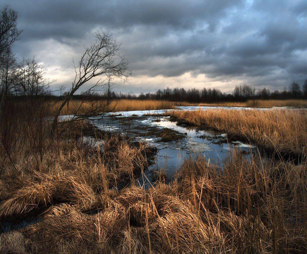 весна, щара, река, беларусь, Сергей Харитон
