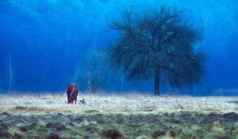 ... horse story... фото превью